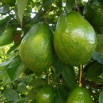 Aguacate Papelillo