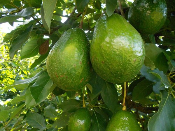 Aguacate Papelillo